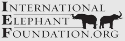 Asian Elephant: Why Is It Endangered? 14 International Elephant Foundation Logo