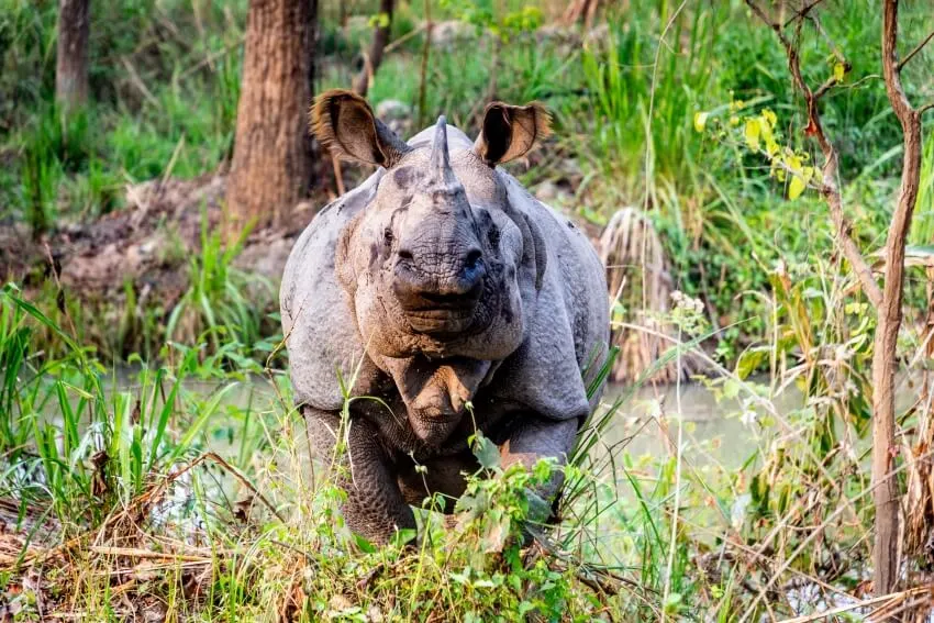 13 Animals That Have Gone Extinct Due to Deforestation 4 Javan Rhino by the Swamp