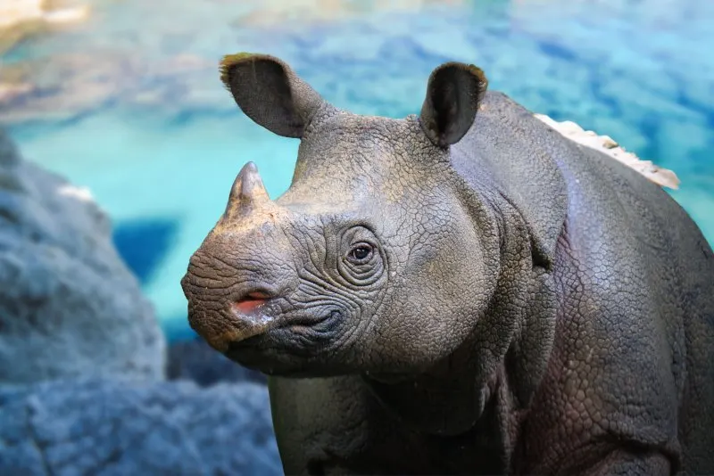 Closeup of Javan Rhino