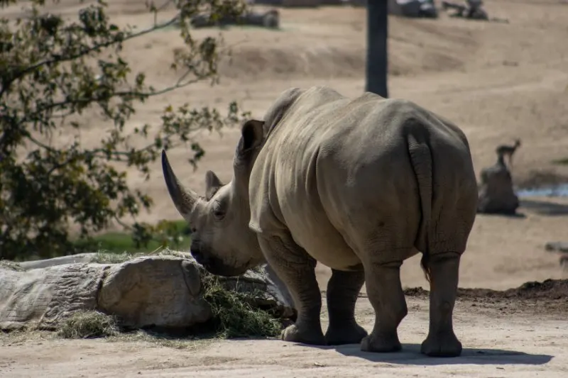 Back view of Javan Rhino