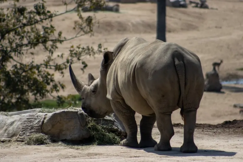 Back view of Javan Rhino 