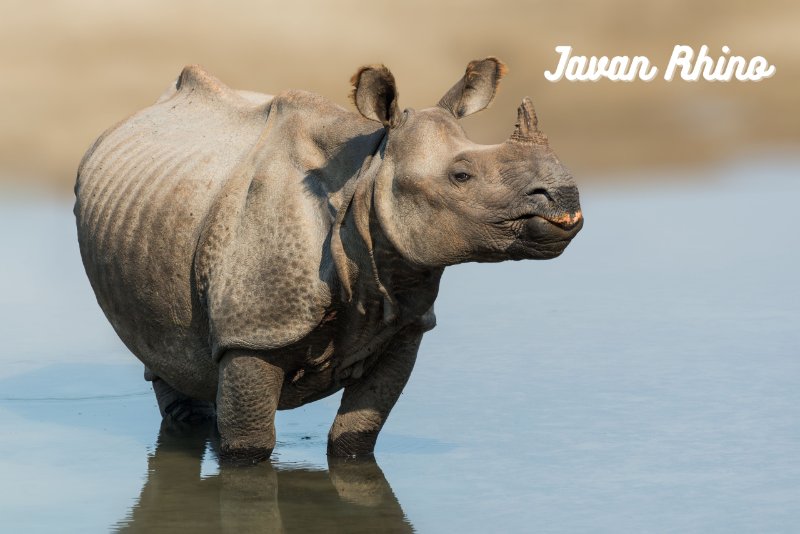 Javan Rhino standing in water