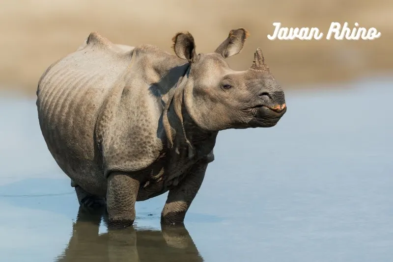 Javan Rhino: Is It Endangered? 6 Javan Rhino standing in water
