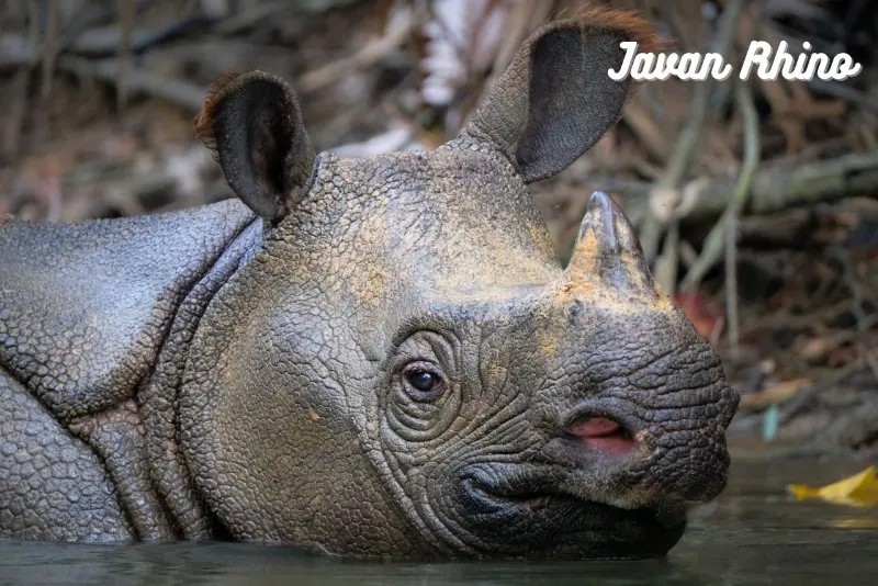 Close up of Javan Rhino 