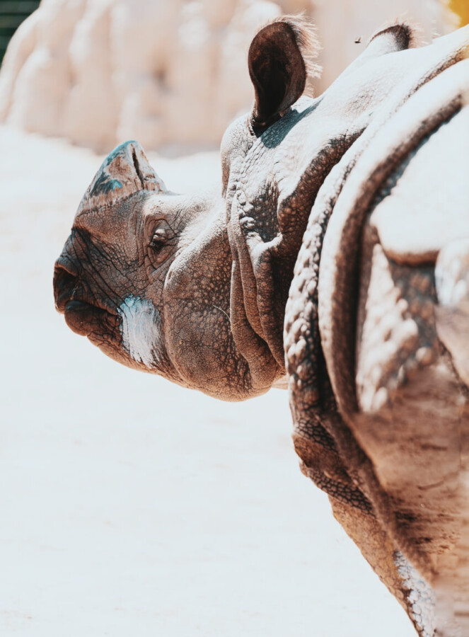 Javan Rhino 1 Javan Rhino