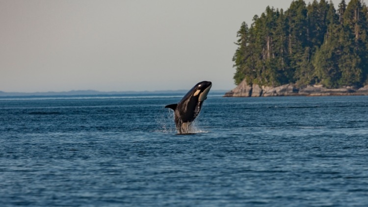 Killer Whale: Is This Animal Endangered? 4 Lone Jumping Killer Whale