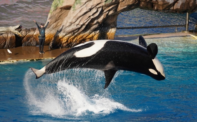 Killer Whale: Is This Animal Endangered? 3 Killer Whale Performing on a Whale Show