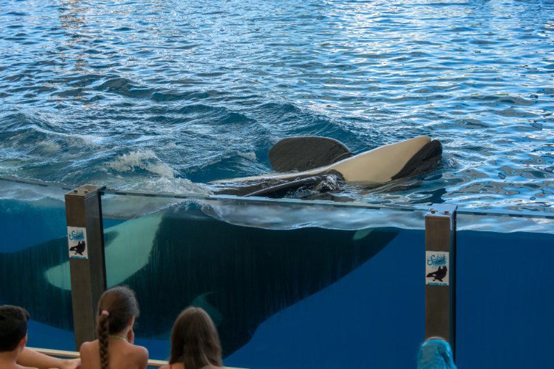 visitors watching Killer whale swimming in large tank.