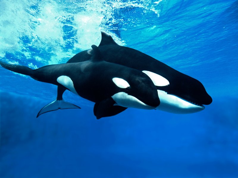 KIller whale mother with her calves in the sea