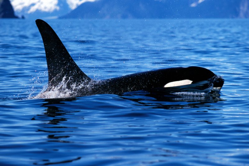 Killer whale above the water surface 