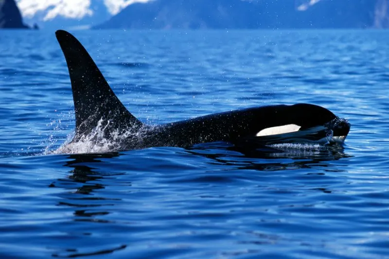Killer Whale: Is This Animal Endangered? 13 Killer whale above the water surface