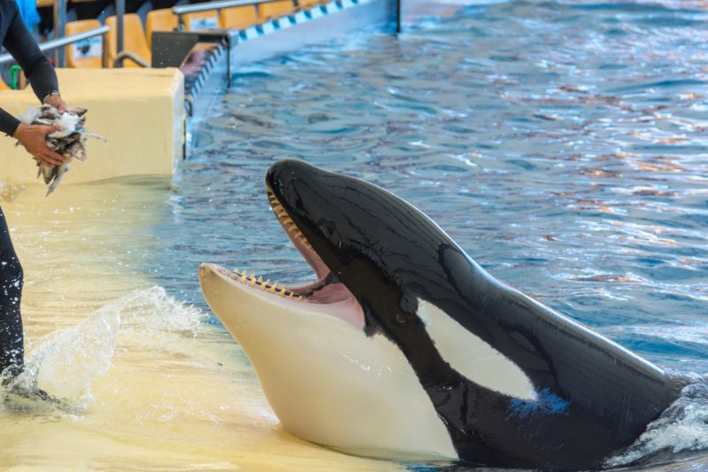 Zookeeper feeding crab to killer whale 