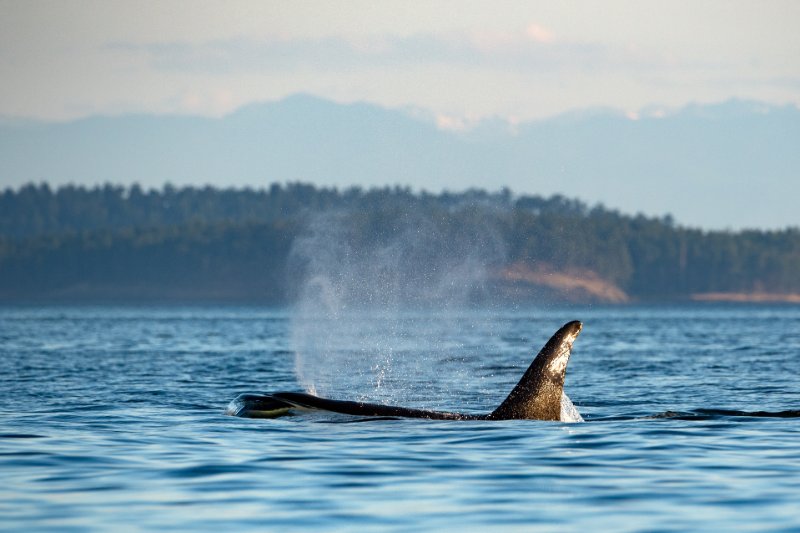 killer whale on the water surface