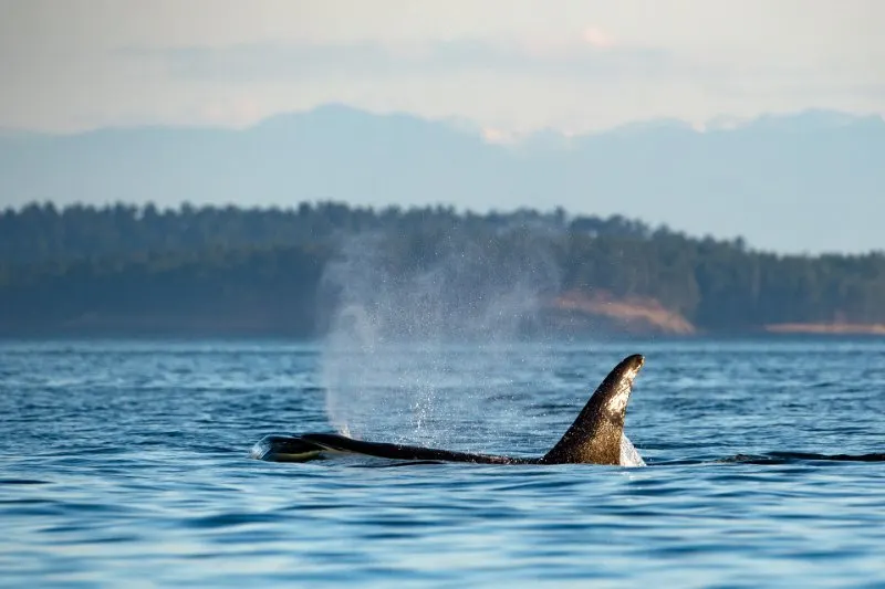 Killer Whale: Is This Animal Endangered? 14 killer whale on the water surface
