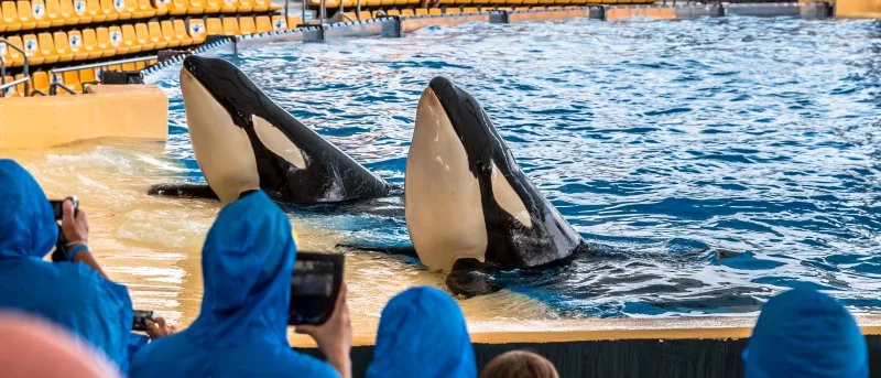 Audience captuing video of Killer whale on their device