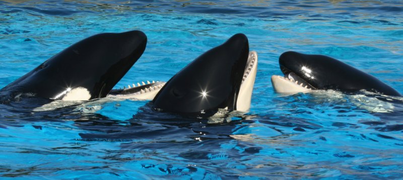 group of killer whale in the tank 