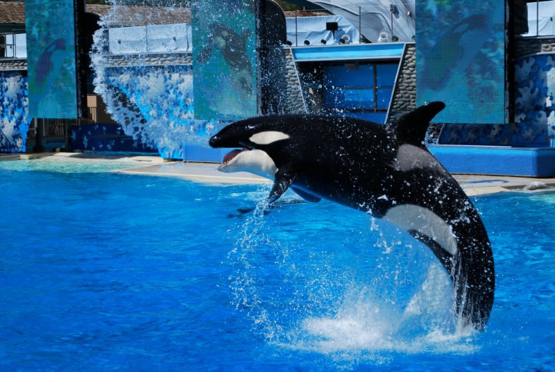 Killer whale jumping above the water