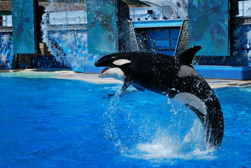 Killer Whale: Is This Animal Endangered? 11 Killer whale jumping above the water