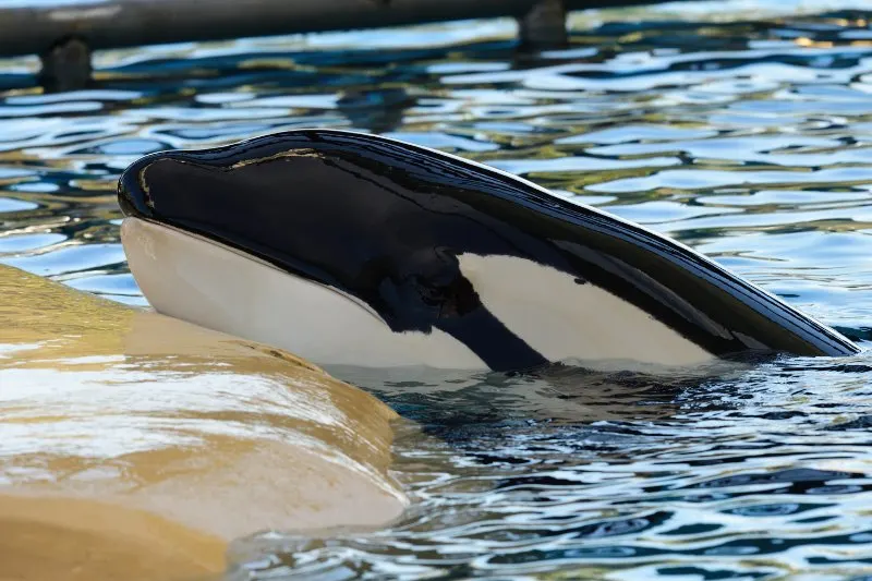 Killer Whale: Is This Animal Endangered? 15 killer whale resting it's head on the waters edge