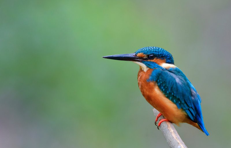 Kingfisher bird sitting on the branch 