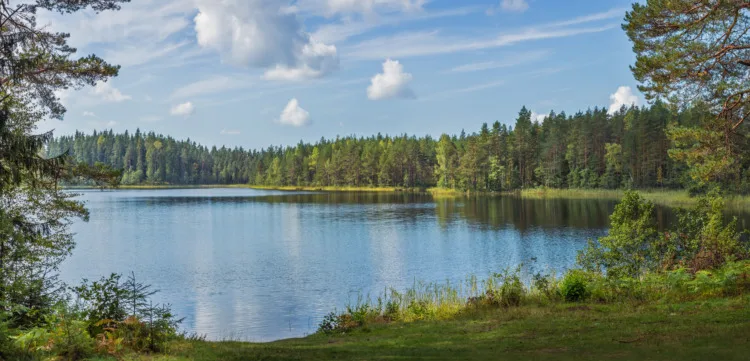 Beautiful forest lake surrounded with coniferous trees