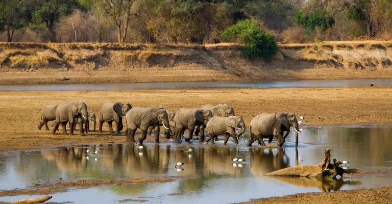 Large elephant herd crossing river