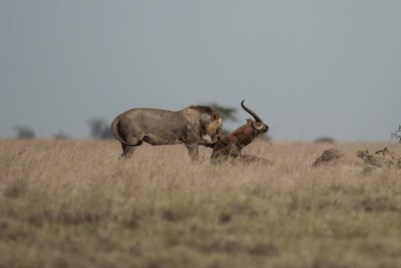 Lion hunts an antelope 