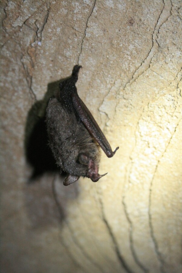 Hibernating Indiana Bat