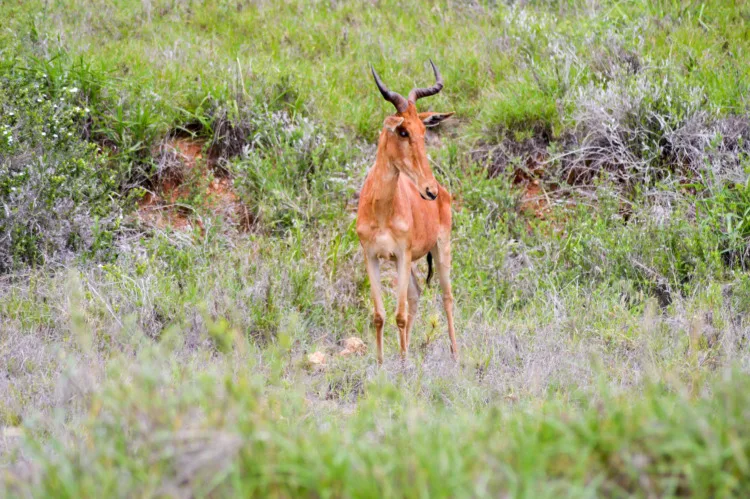 Hirola Antelope: Why Is It Endangered? 2 Hirola in the savanna of Tsavo West Park in Kenya