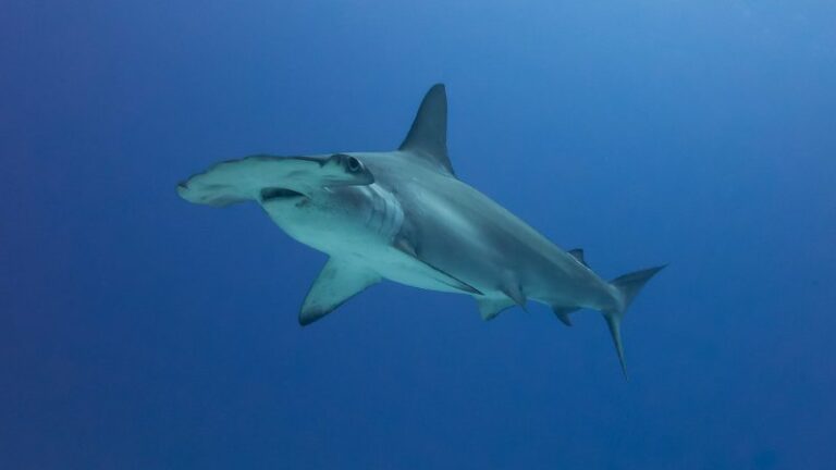 Scalloped Hammerhead: Why Is It Endangered?
