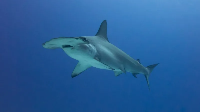 Scalloped Hammerhead Shark