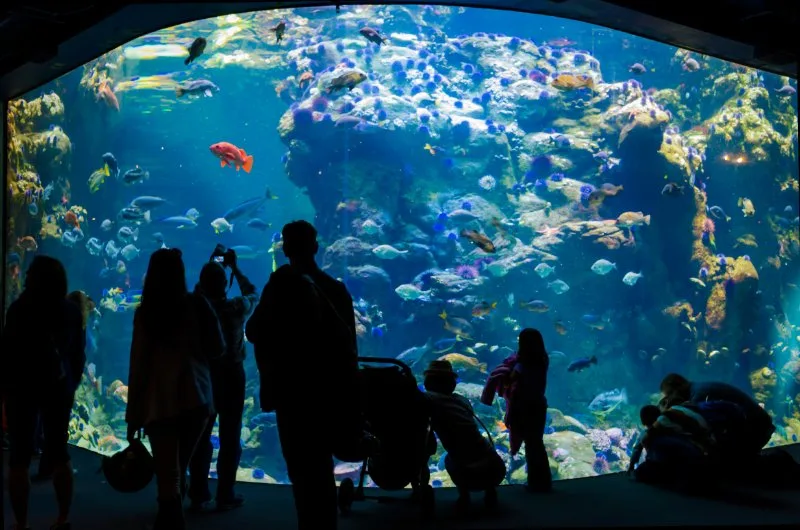 Visitors watching fishes in Monterey Bay Aquarium