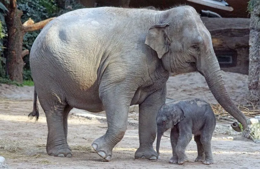 Asian Elephant: Why Is It Endangered? 1 Mother and Child Asian Elephant