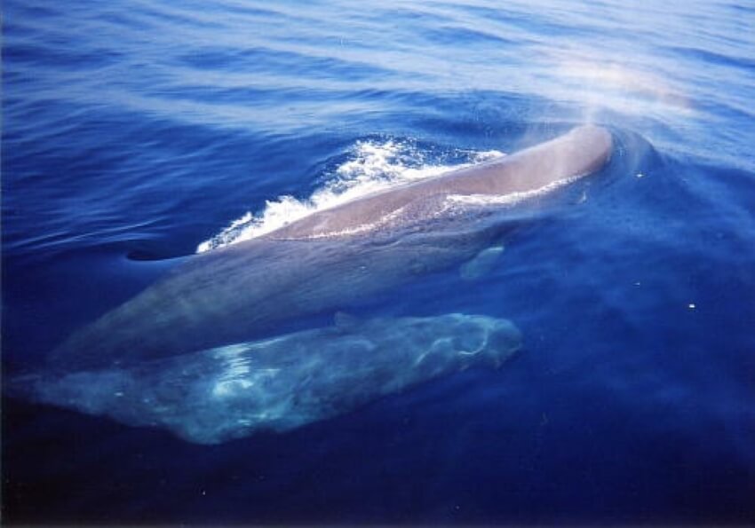 Mother and Child Sperm Whale