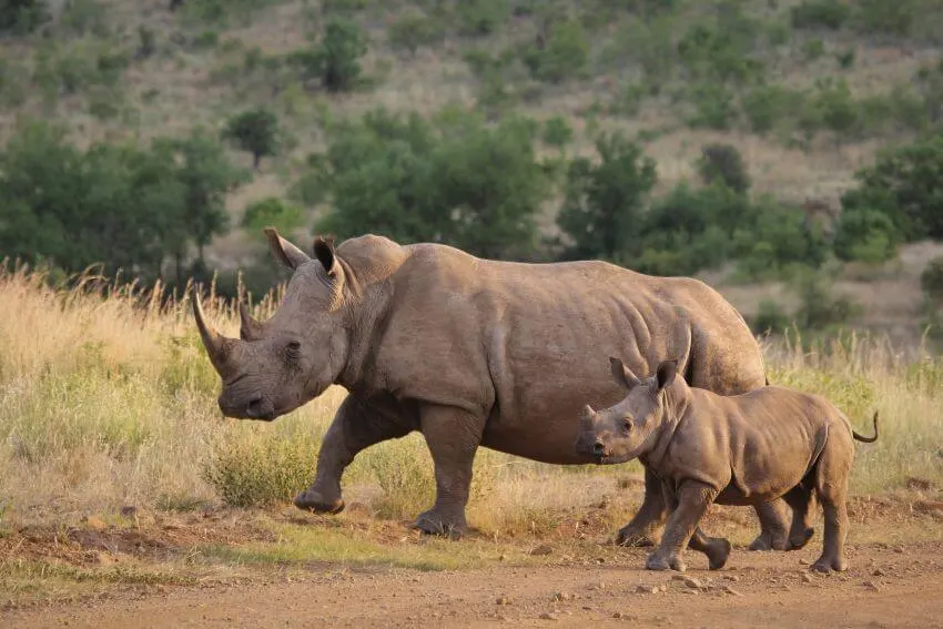 Endangered Southern and Northern White Rhino 1 Mother and Child White Rhino