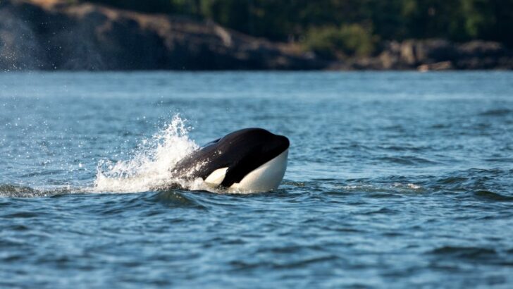 killer whale jumping out of water