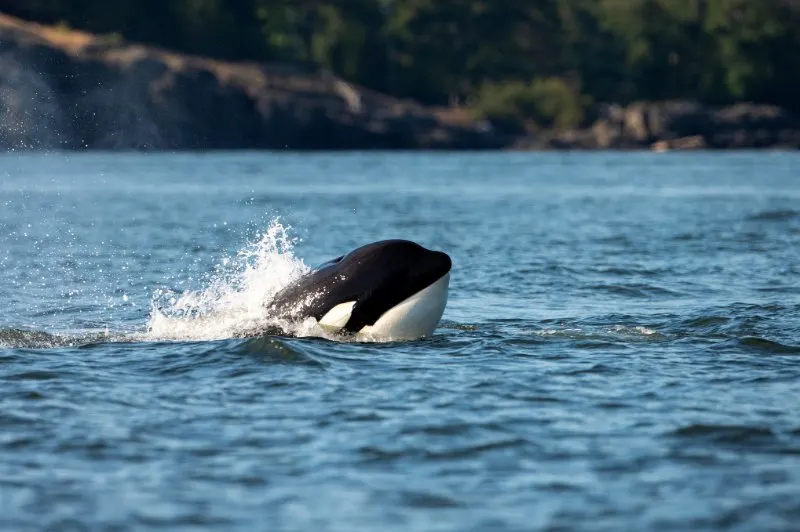 killer whale jumping out of water