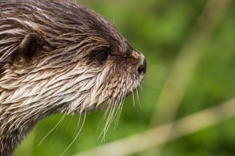 Oriental Short-Clawed Otter 2 Oriental Short-Clawed Otter Face