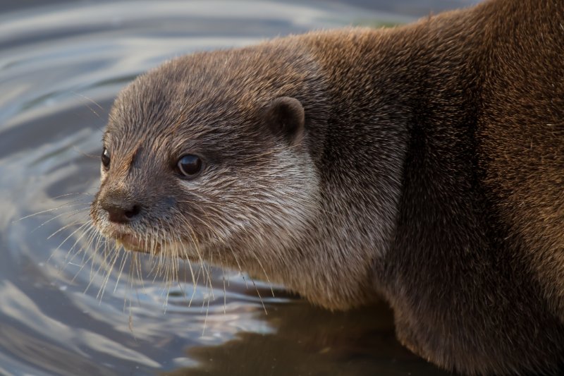 close up of an Oriental Short-Clawed Otter