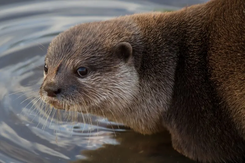 Oriental Short-Clawed Otter 6 close up of an Oriental Short-Clawed Otter