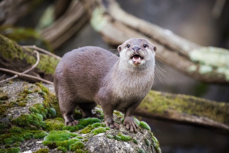 Oriental small-clawed otter standing on the riverbank