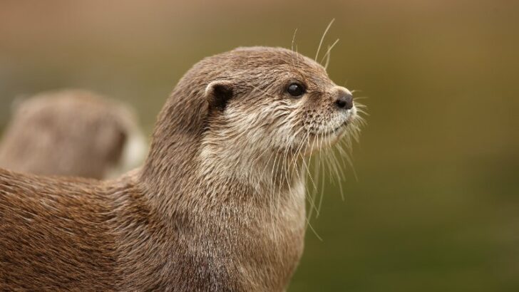 Portrait of an Oriental Short-Clawed Otter