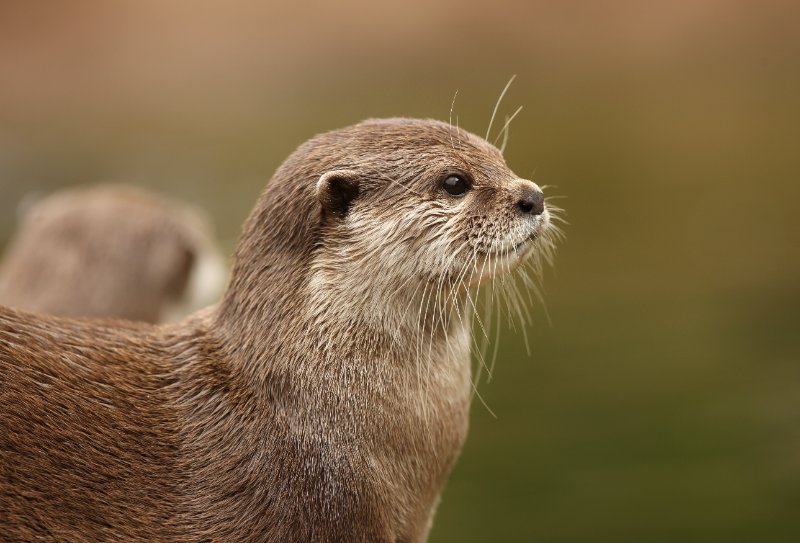 Portrait of an Oriental Short-Clawed Otter