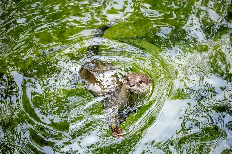 Oriental Short Clawed otter swimming