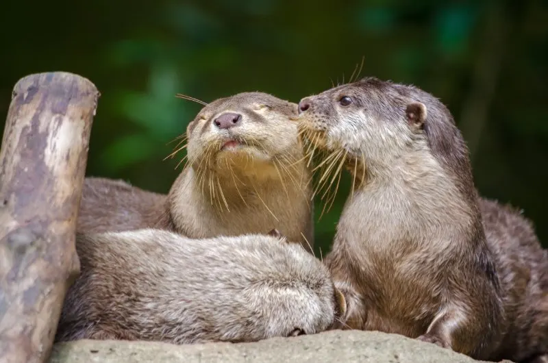 Pair of Oriental short-clawed otters