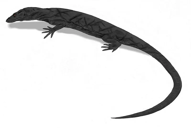 Body of a Panay Monitor Lizard