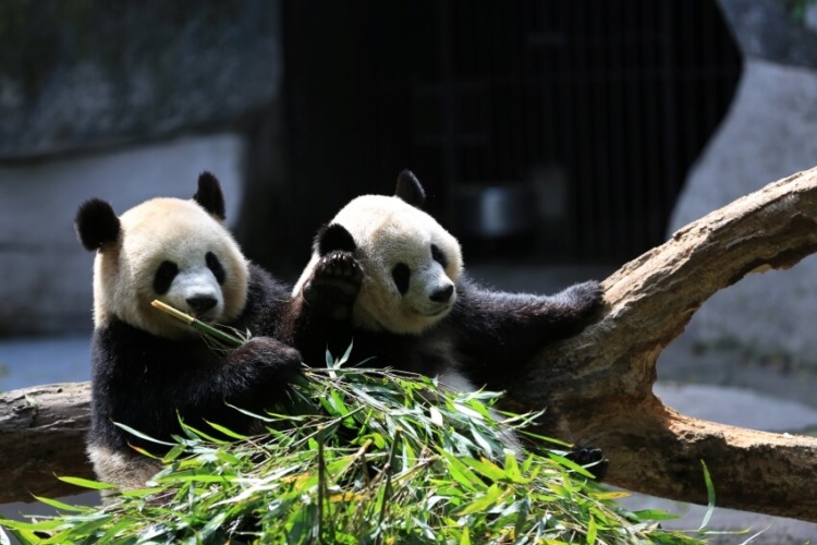 Panda Cubs