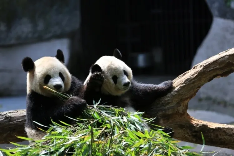 Giant Panda: Why Are Pandas Endangered? 6 Panda Cubs