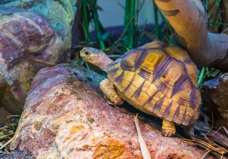 Ploughshare Tortoise 2 closeup of a angonoka tortoise, critically endangered land turtle specie from madagascar