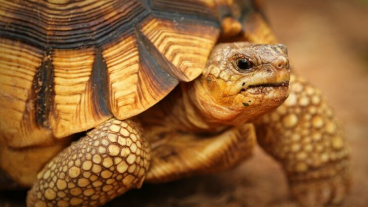 close up of Ploughshare Tortoise